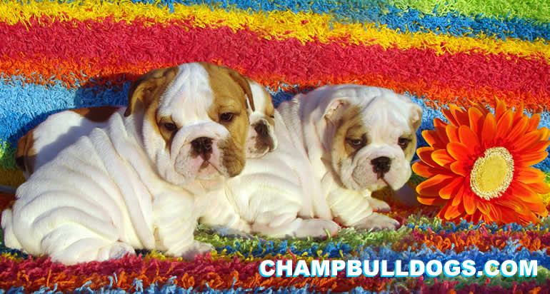 English bulldog pictures